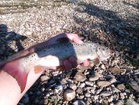 Абхазия: караси у волнорезов весь день, рапан — крупняк, насадки разные