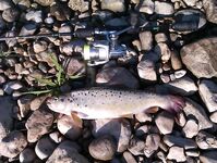 Абхазия: караси у волнорезов весь день, рапан — крупняк, насадки разные