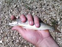 Абхазия: караси у волнорезов весь день, рапан — крупняк, насадки разные