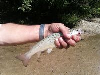 Абхазия: караси у волнорезов весь день, рапан — крупняк, насадки разные