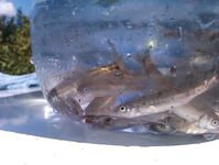 Абхазия: караси у волнорезов весь день, рапан — крупняк, насадки разные