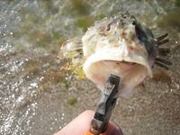 Ерш ядовит, но уха — отличная: освобождал сети с «покаянием»