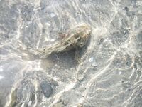 Ерш ядовит, но уха — отличная: освобождал сети с «покаянием»