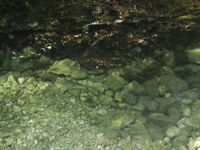 Форель в горах не вышла — фото напоминает