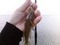 Фото с морской рыбалки: оперативные кадры с борта