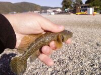 Фото с морской рыбалки: оперативные кадры с борта