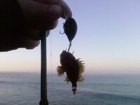 Фото с морской рыбалки: оперативные кадры с борта