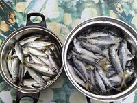 Анапская бухта 22.10: ставрида у маяка, все с уловом