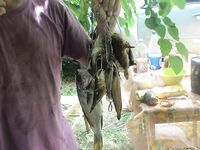 Агой: днём мелочь, ночью горбыль на краба и осторожность с драконом