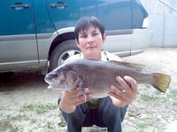 Горбыль за десять минут: впервые ушла на морскую рыбалку и потянула «слона»