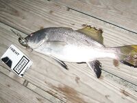 Первый спиннинг на Чёрном море: рокфишинг, тирольки и бонусный горбыль