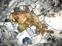 Pontoon21 сработал: зачетный ёрш и сомнения про «болгарских рыб»