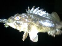 Севастополь ночью: микроджиг по ершу, Балаклава и левый мол бухты