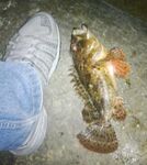 Севастополь ночью: микроджиг по ершу, Балаклава и левый мол бухты