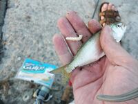 Лёгкие снасти на Чёрном море: пара фото и желание уйти в ультралайт