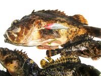 Чёрное море, продолжение отчёта: ещё немного уловов по вечерним вылазкам