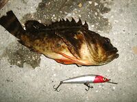 Чёрное море, продолжение отчёта: ещё немного уловов по вечерним вылазкам