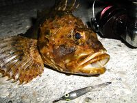 Чёрное море, продолжение отчёта: ещё немного уловов по вечерним вылазкам