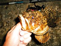 Чёрное море, продолжение отчёта: ещё немного уловов по вечерним вылазкам