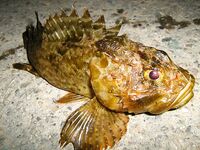 Чёрное море, продолжение отчёта: ещё немного уловов по вечерним вылазкам