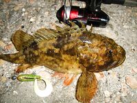 Чёрное море — ещё партия ершей: ночные поклёвки с берега