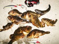 Чёрное море — ещё партия ершей: ночные поклёвки с берега