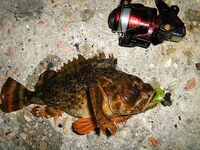 Чёрное море — ещё партия ершей: ночные поклёвки с берега