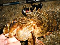 Чёрное море — ещё партия ершей: ночные поклёвки с берега