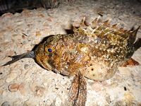 Чёрное море — ещё партия ершей: ночные поклёвки с берега