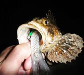 Чёрное море — ещё партия ершей: ночные поклёвки с берега