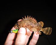 Чёрное море — ещё партия ершей: ночные поклёвки с берега