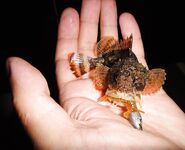 Чёрное море — ещё партия ершей: ночные поклёвки с берега