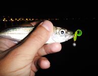 Чёрное море: новые кадры уловов и дубли файлов — извиняюсь за повторы