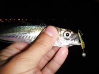 Чёрное море: новые кадры уловов и дубли файлов — извиняюсь за повторы