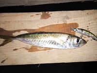 Чёрное море: новые кадры уловов и дубли файлов — извиняюсь за повторы