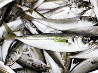 Чёрное море: новые кадры уловов и дубли файлов — извиняюсь за повторы