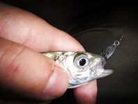 Чёрное море: новые кадры уловов и дубли файлов — извиняюсь за повторы