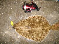 Чёрное море: новые кадры уловов и дубли файлов — извиняюсь за повторы