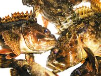 Чёрное море: новые кадры уловов и дубли файлов — извиняюсь за повторы