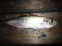 Чёрное море: новые кадры уловов и дубли файлов — извиняюсь за повторы