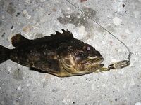 Чёрное море: новые кадры уловов и дубли файлов — извиняюсь за повторы