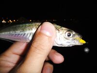 Чёрное море: новые кадры уловов и дубли файлов — извиняюсь за повторы