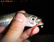 Чёрное море: новые кадры уловов и дубли файлов — извиняюсь за повторы