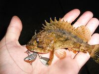 Чёрное море: новые кадры уловов и дубли файлов — извиняюсь за повторы