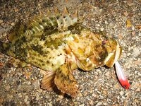 Чёрное море: новые кадры уловов и дубли файлов — извиняюсь за повторы