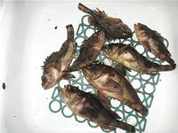 Вчерашний микс — фоткал товарищ, ленился, но улов есть и настроение отличное