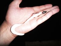 Средний размер скорпены в этом сезоне, лучшая приманка показана на фото