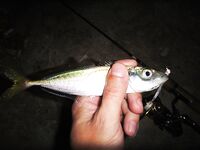 Яхтклуб и мост под фонарем — пять зачетных ставрид за полчаса перед ливнем