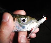 Яхтклуб и мост под фонарем — пять зачетных ставрид за полчаса перед ливнем