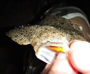 Мелкий калкан на оранжевый твистер при ловле ставриды со дна — отпущен